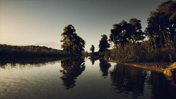 Crocodile resting in a tranquil river surrounded by lush trees at sunset video