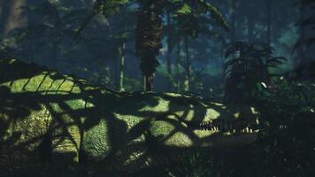 Large crocodile resting under shadows in a dense jungle environment video