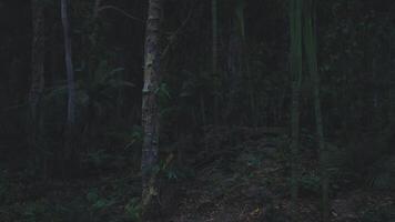 Dark forest at night with trees and dense foliage in a natural setting video