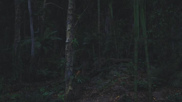 dark-forest-at-night-with-