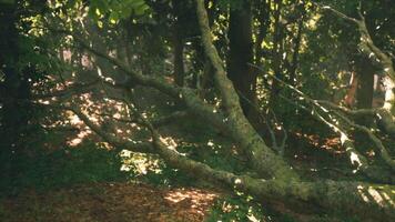 Sunlight filters through trees, lighting up the evening forest video