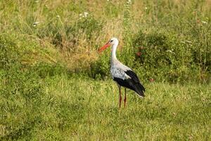 Stork, which is under protection outside its natural habitat. photo