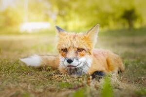 A close up of a Red Fox in the grass photo