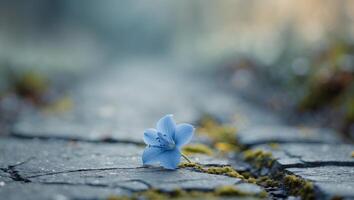 A single blue flower sitting on a cobblestone roadA single blue flower sitting on a cobblestone road. photo