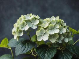 Delicate Hydrangea Flowers on Dark Slate Background with Green Leaves photo