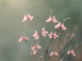 Delicate Pink Flowers Bloom in Soft Green Nature Background. photo