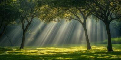 Sunlight Streaming Through Lush Green Trees in a Serene Forest Setting with Soft Morning Light photo