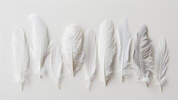 A row of white feathers with some black spots photo