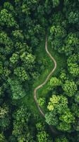 A forest with a winding path through it photo
