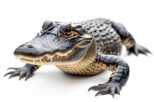 Close-Up of a Young Alligator on White Background Showcasing Detailed Scales and Texture photo