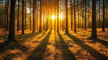 Sunlight Streaming Through Pine Forest Creating Long Shadows photo