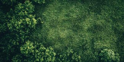 A green field with trees in the background photo