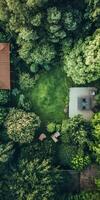A lush green forest with a house in the background photo