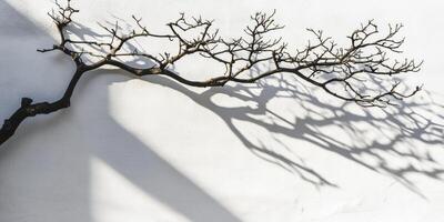 A tree branch casts a shadow on a white wall photo