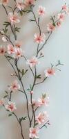 Elegant Cherry Blossom Branches Against a Soft White Background photo