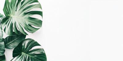 A green leafy plant with a white background photo