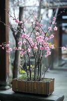 A small pink tree with pink flowers in a pot photo
