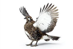 Stunning Portrait of a Sharp-tailed Grouse with Wings Spread Against a Pristine White Background photo