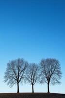 Three Leafless Trees Silhouetted Against a Clear Blue Sky on a Winter Day in a Minimalist Landscape photo