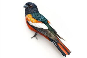 Vibrant Trogon Bird with Colorful Plumage Perched on a Branch Against a White Background photo