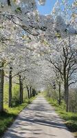 A tranquil road lined with cherry trees in full bloom, creating a picturesque tunnel of white blossoms under a bright blue sky. photo