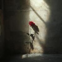 A red rose is sitting on a wall. The rose is in the shade and the sun is shining on it photo