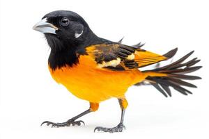 Close up of a Baltimore Oriole with vivid orange and black feathers, isolated on a white background. photo