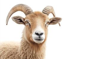 Detailed image of a goat with striking curved horns, showcasing its unique features and expression. photo