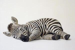 A cute baby zebra resting on a plain white backdrop, showcasing its distinctive black and white stripes. photo