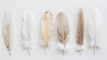 A collection of feathers, some white and some brown, are arranged in a row photo