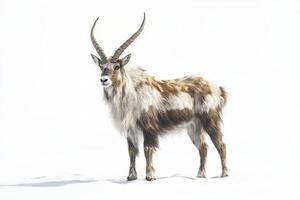 A striking antelope with impressive horns stands gracefully against a clean white backdrop, showcasing its natural beauty. photo