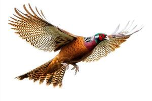 A colorful pheasant captured mid flight, showcasing its vibrant feathers and dynamic movement against a clean white backdrop. photo