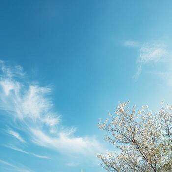 Clear Blue Sky with Wispy Clouds and Blossoming Tree Branches in a Serene Spring Landscape photo