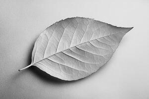 Detailed black and white image of a leaf showcasing its veins and textures on a smooth background. photo