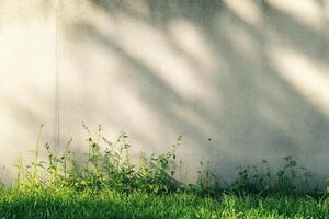 Sunlit Concrete Wall with Green Grass and Shadows Creating a Serene Natural Scene photo
