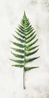 A single green fern leaf displayed on a light textured background, perfect for nature and botanical themes. photo