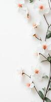 Beautiful white cherry blossoms on a minimalist background, showcasing delicate branches and soft petals for a serene and tranquil atmosphere. photo