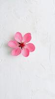 A single pink flower on a textured white surface, showcasing simplicity and elegance in a minimalist style. photo