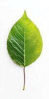 A detailed close up of a single green leaf against a white background, highlighting its intricate veins and natural texture. photo
