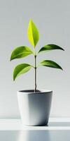 A simple green plant in a white pot, perfect for minimalist and modern interior design themes, showcasing elegance and tranquility. photo