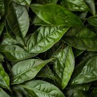 Close up view of fresh green leaves adorned with water droplets, showcasing the rich texture and vibrant color of nature. Ideal for eco themed projects. photo