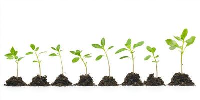 A row of small plants are growing in the dirt photo