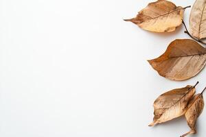 Dried Leaves on White Background for Minimalist Nature Concept photo