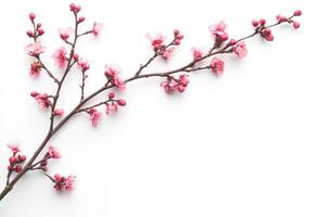 Delicate Pink Cherry Blossom Branch on White Background photo