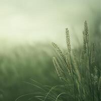 Tall grass in a tranquil field under a misty sky, evoking peace and serenity. photo