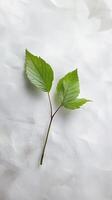 A pair of vibrant green leaves gently rests on a soft background, showcasing nature's beauty. Ideal for themes of growth, tranquility, and eco friendliness. photo