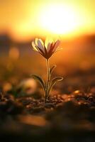 A beautiful daisy flower captured in warm sunset light, showcasing nature's serene beauty and tranquility. photo