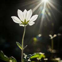 Close up of a white flower backlit by sunlight, creating a dramatic contrast with the dark background and lens flare. photo