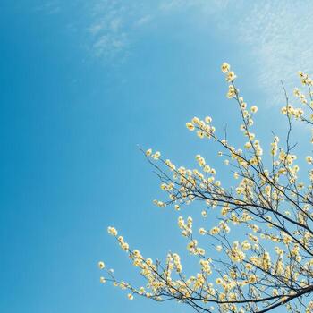 Blooming Tree Branches Against a Clear Blue Sky photo
