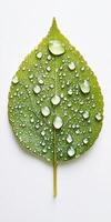 Close up of a vibrant green leaf covered in fresh water droplets, showcasing nature's purity and detail. photo